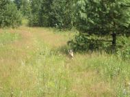 Корчак з panoramio.com