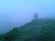 Сорокодуби з panoramio.com