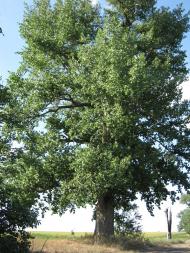 Олексіївка з panoramio.com