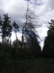 Скрипаї з panoramio.com