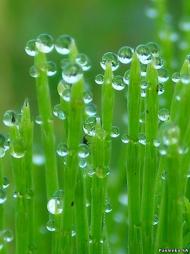 Єлизаветівка з panoramio.com