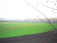 Сальниця з panoramio.com