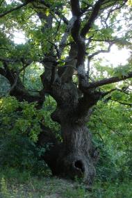 Норцівка з panoramio.com