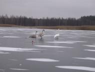 Щербатівка з panoramio.com