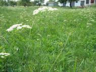 Скрипчин з panoramio.com