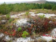 Бучина - Останні фото