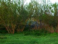 Новосвітівка з panoramio.com