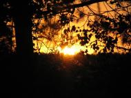 Чайки з panoramio.com