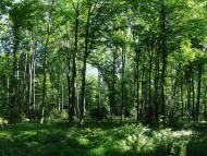 Яворівка з panoramio.com