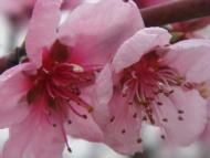 Долинне з panoramio.com