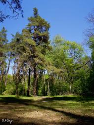 Калинівка з panoramio.com