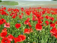 Дибинці з panoramio.com