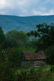 Чорноголова з panoramio.com