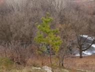 Покровка з panoramio.com