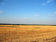 Василівське з panoramio.com