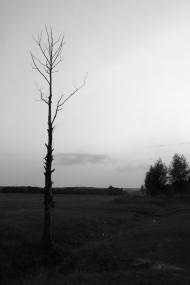 Чайки з panoramio.com