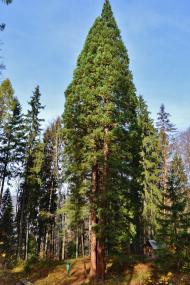 Росішка з panoramio.com