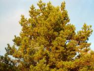 Козова з panoramio.com