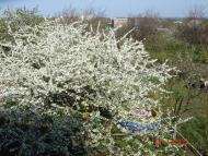 Червонодніпровка з panoramio.com