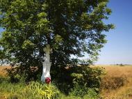 Стаївка з panoramio.com