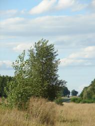 Старий Білоус з panoramio.com