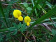 Весна на рідній землі