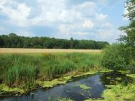 Вербка з panoramio.com