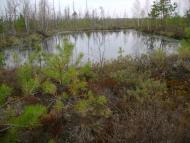 Лісове з panoramio.com