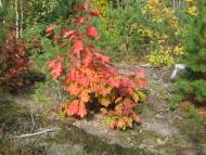 Строївка з panoramio.com