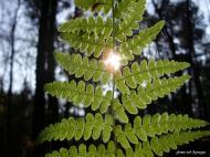 Ліски з panoramio.com