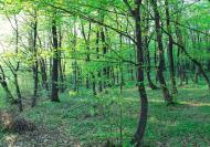 Вільшаниця з panoramio.com