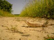 Великі Кошарища з panoramio.com