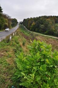 Відники з panoramio.com