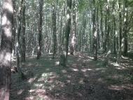 Ковиничі з panoramio.com