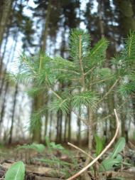 Безіменне з panoramio.com