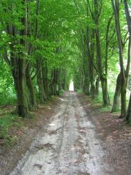 Гуща з panoramio.com