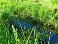 Кустин з panoramio.com