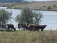 Олексієво-Дружківка з panoramio.com