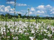 Левичівка з panoramio.com