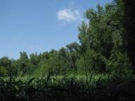 Троянівка з panoramio.com