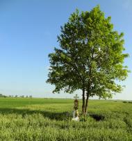 Стаївка з panoramio.com