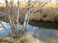 І СВІТАЄ, І СМЕРКАЄ