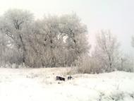 Приовражное - Последние фото