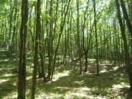 Улашівка з panoramio.com