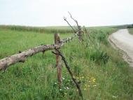 Кобилля з panoramio.com