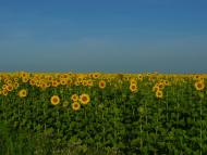 Василівка з panoramio.com