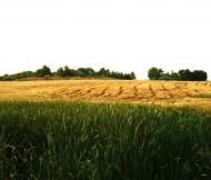 Маринопіль з panoramio.com