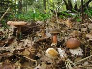 Завій з panoramio.com