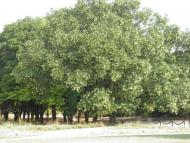 Новоіванівка з panoramio.com