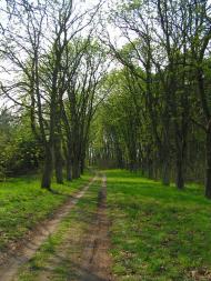 Гуща з panoramio.com